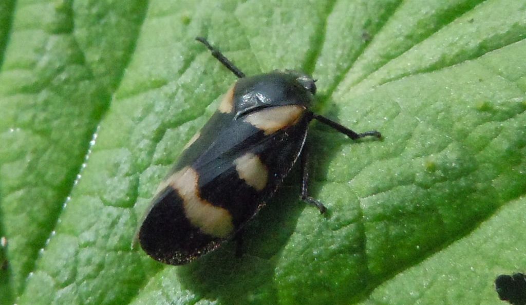 Cercopis da identificare - C.sanguinolenta